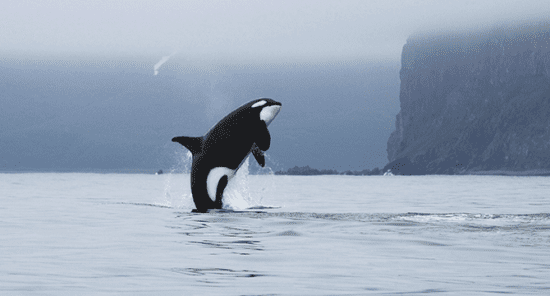 Of Orcas and Learning on the Land , article photo