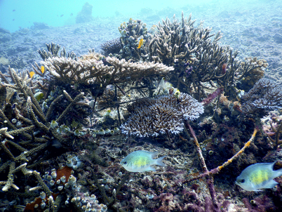 coral reef restoration project - image