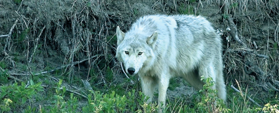 A wolf makes eye contact in the Canadian Artic