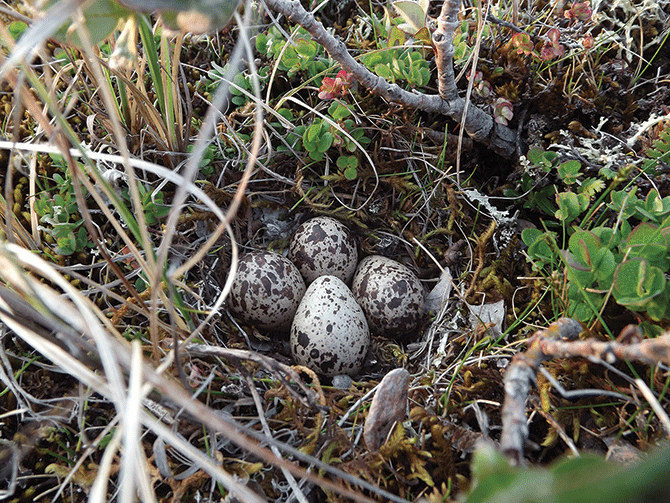 A closer look at nature reveals four wellcamouflaged Hudsonian Godwit eggs on the tundra.