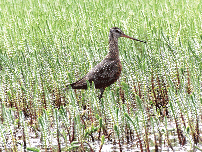 A Hudsonian Godwit stalks across a marsh near Hudson Bay. These birds may be seen in southern Canada as they migrate to South America.