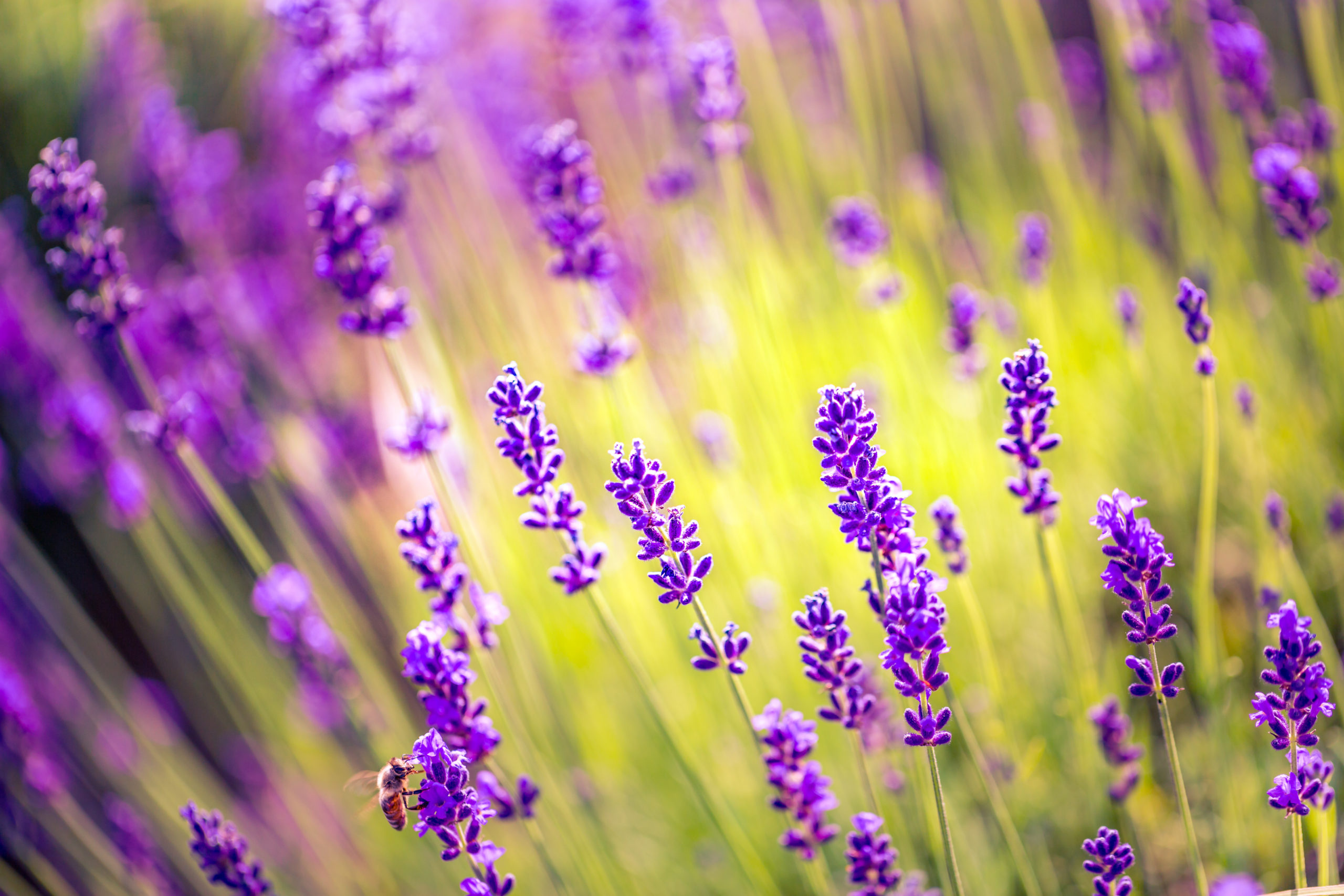 Summer flowers landscape, calming meadow and flowers field. | EdCan Network